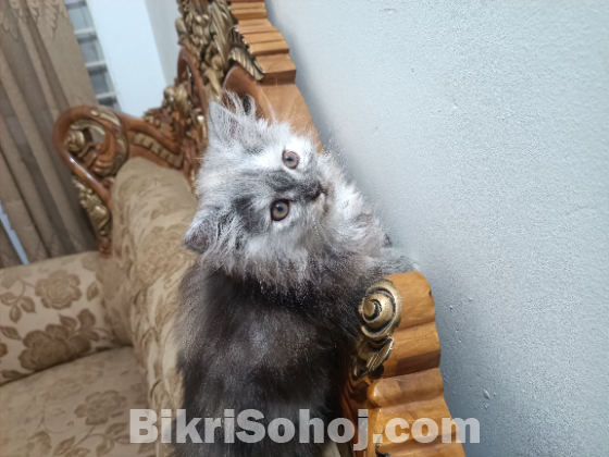 Persian cat